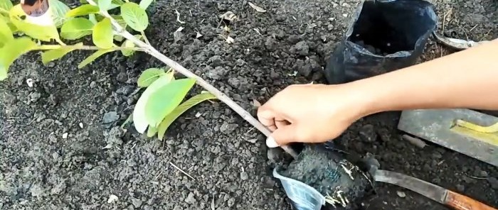 A new way to quickly obtain seedlings from any tree