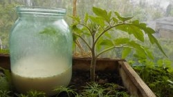 Solución de levadura para la alimentación única de plántulas de tomate.