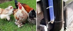 Zajímavý indikátor hladiny krmiva pro kutily v krmítku pro kuřata