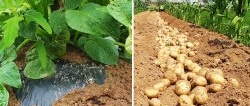 Uma nova maneira de cultivar batatas sem capinar e amontoar