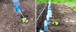 Drip irrigation system para sa 30 araw mula sa isang plastic bottle