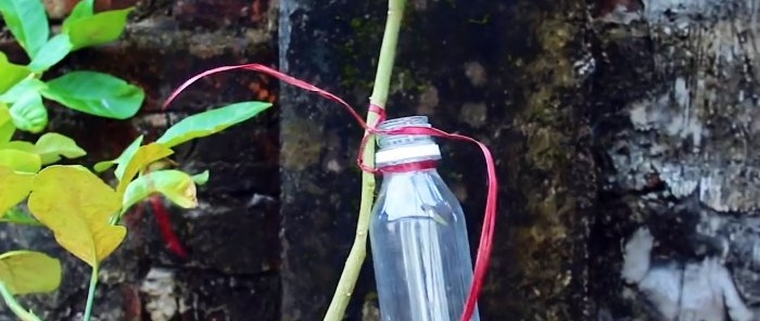 Metoda wodno-powietrzna, aby uzyskać sadzonkę z dowolnej młodej gałęzi w ciągu miesiąca