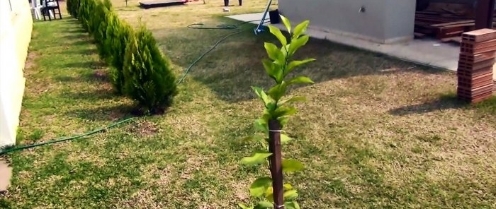 Kořenový zavlažovací systém z PVC trubky, se kterou strom poroste 3x rychleji