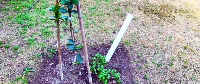 Root vanningssystem laget av PVC-rør som treet vil vokse 3 ganger raskere