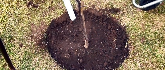 Sakņu laistīšanas sistēma no PVC caurules, ar kuru koks augs 3 reizes ātrāk