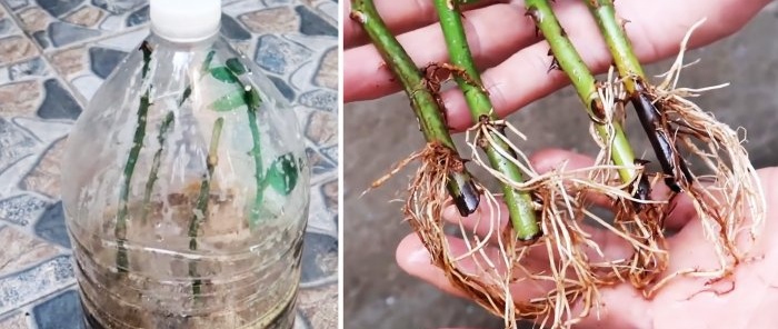 Effektives Bewurzeln von Rosen mit einer Plastikflasche