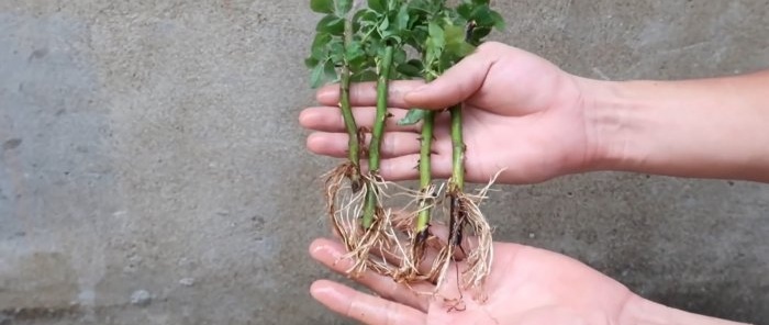 Effective rooting of roses using a plastic bottle