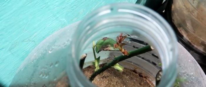 Radicazione efficace delle rose utilizzando una bottiglia di plastica