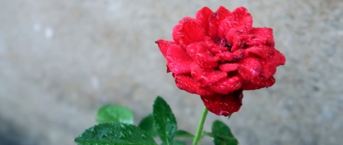 Effektiv rotning av rosor med en plastflaska