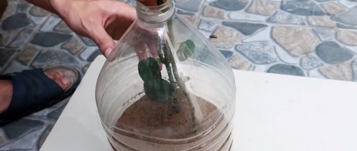 تجذير فعال للورود باستخدام زجاجة بلاستيكية