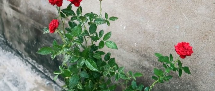 Rễ hoa hồng hiệu quả bằng chai nhựa