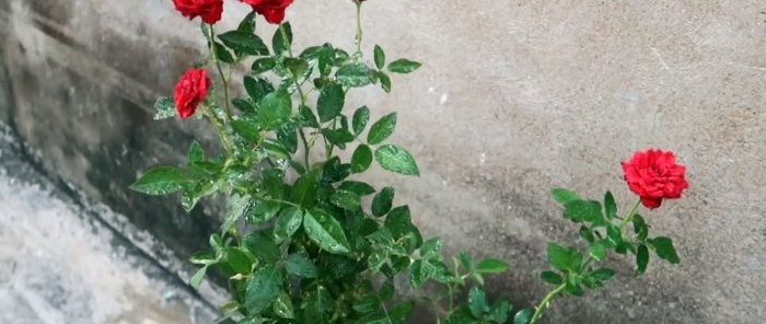 Enracinement efficace des roses à l'aide d'une bouteille en plastique