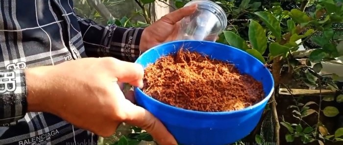 Un modo rapido al 100% per ottenere piantine con radici di qualsiasi albero senza innestare in estate