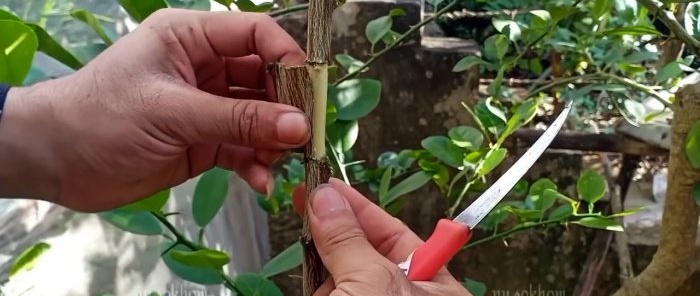 طريقة سريعة 100% للحصول على شتلات بجذور أي شجرة بدون تطعيم في الصيف