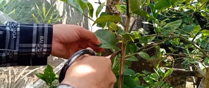 A 100% quick way to obtain seedlings with roots from any tree without grafting in the summer