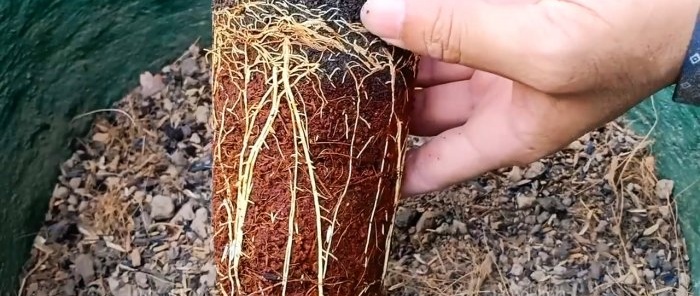Un modo rapido al 100% per ottenere piantine con radici di qualsiasi albero senza innestare in estate