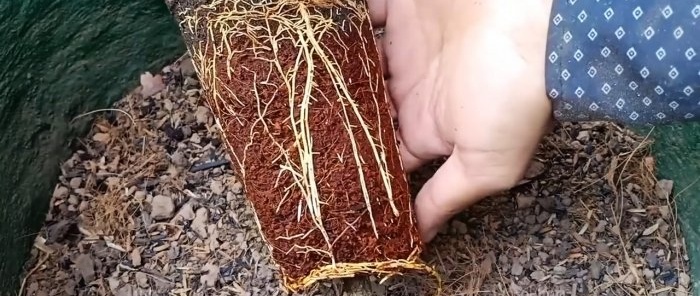 100% бърз начин за получаване на разсад с корени от всяко дърво без присаждане през лятото