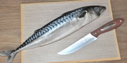 Mabilis na inasnan na mackerel