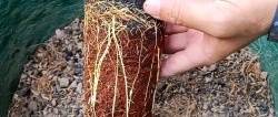 Een 100% snelle manier om zaailingen met wortels van welke boom dan ook te verkrijgen zonder te enten in de zomer