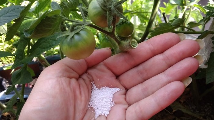 Как да подхраним домати в средата на лятото за голяма реколта
