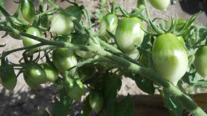 Come nutrire i pomodori in piena estate per un grande raccolto