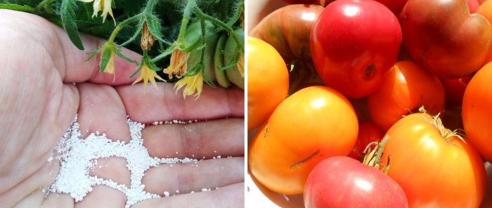 Hvordan mate tomater midt på sommeren for en stor høst