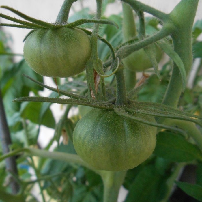 Cách cho cà chua ăn vào giữa mùa hè để thu hoạch lớn