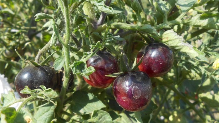 Как да подхраним домати в средата на лятото за голяма реколта