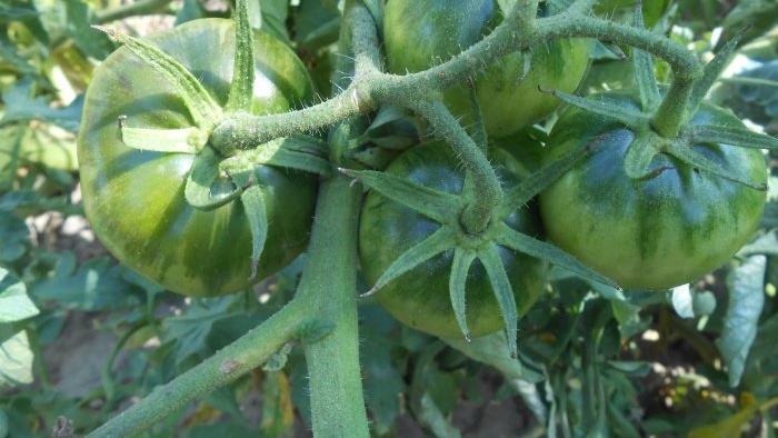 Hoe tomaten midden in de zomer te voeren voor een grote oogst
