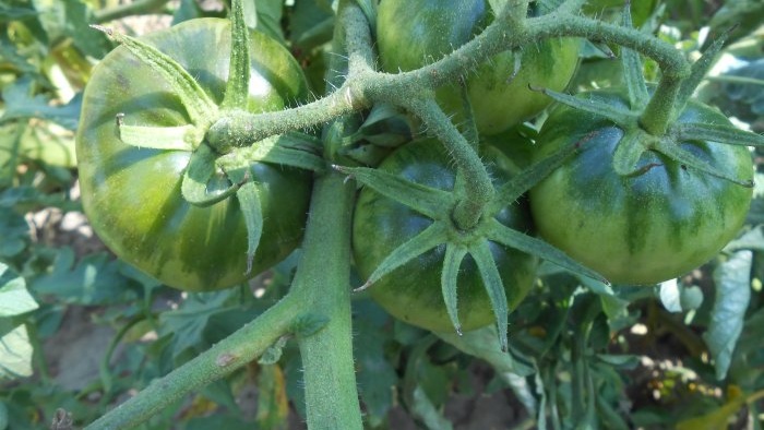 How to feed tomatoes in mid-summer for a big harvest