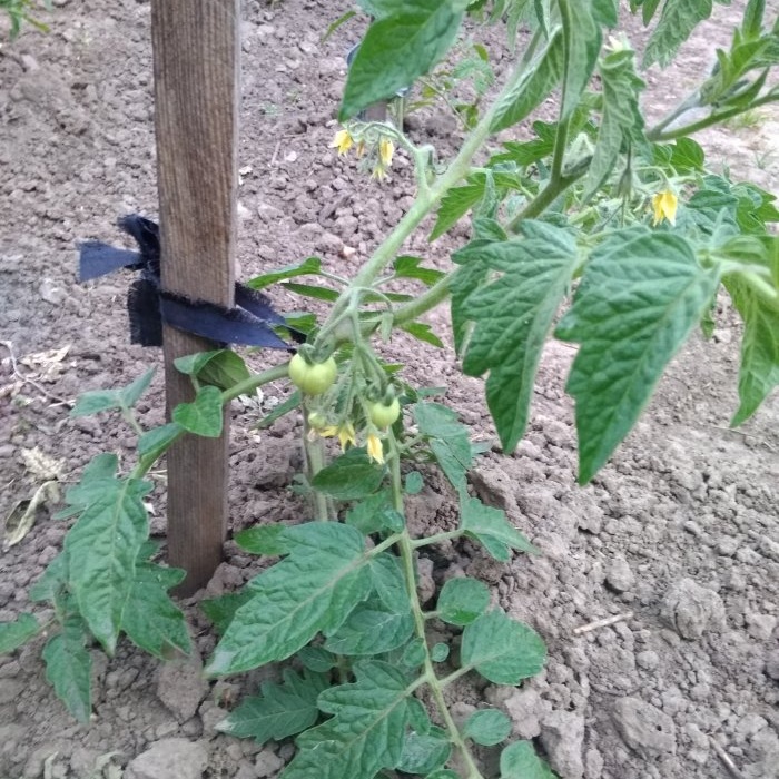 Como alimentar os tomates no meio do verão para uma grande colheita