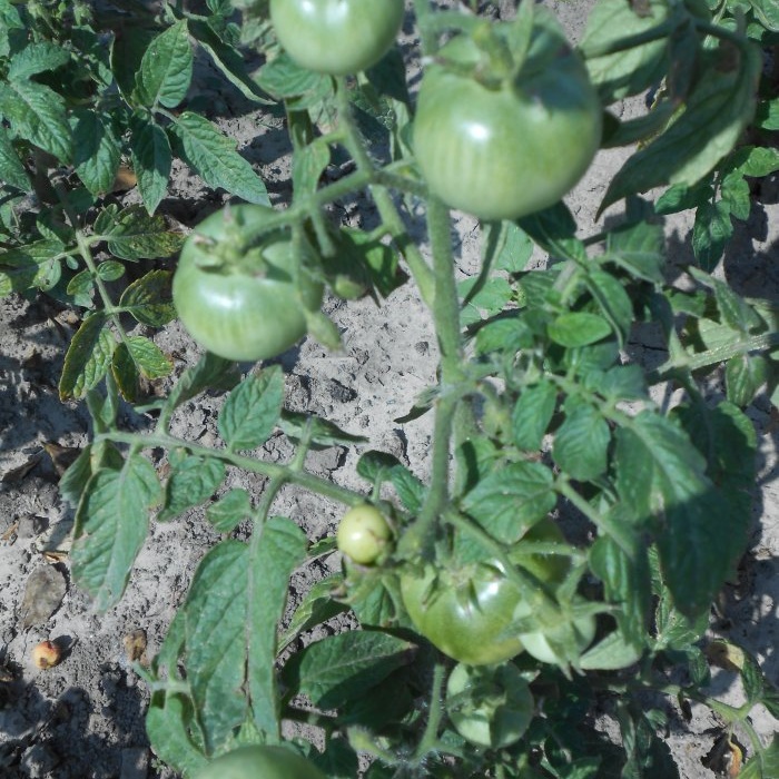 Hvordan mate tomater midt på sommeren for en stor høst