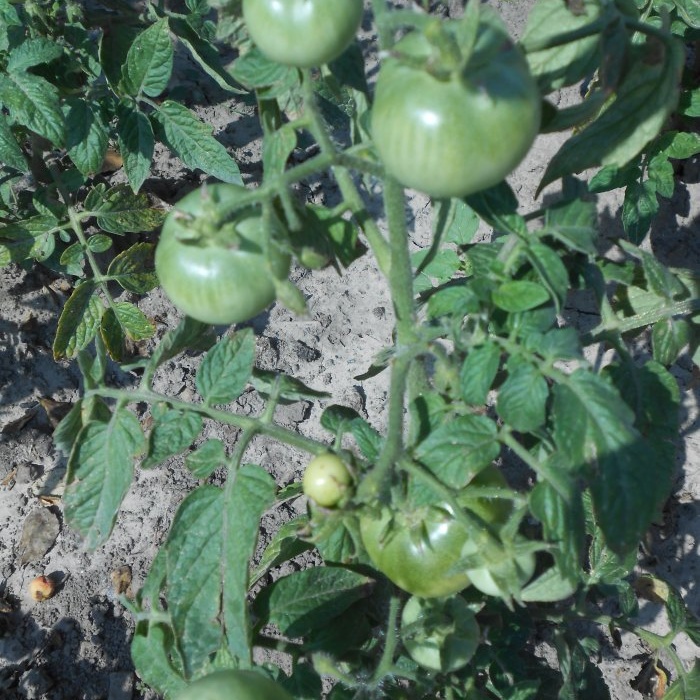 How to feed tomatoes in mid-summer for a big harvest