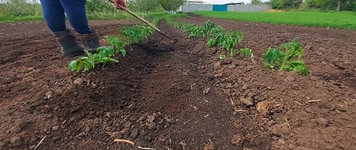Cách trồng cà chua mà không cần tưới nước suốt mùa hè
