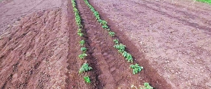 Cách trồng cà chua mà không cần tưới nước suốt mùa hè
