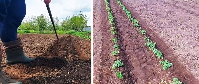 Ako pestovať paradajky bez jedinej zálievky celé leto