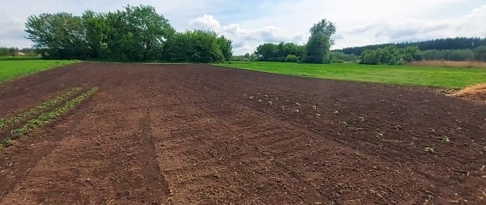 Hoe tomaten te kweken zonder de hele zomer water te geven