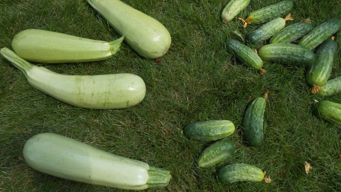 Ako kŕmiť uhorky v polovici leta na zvýšenie produktivity