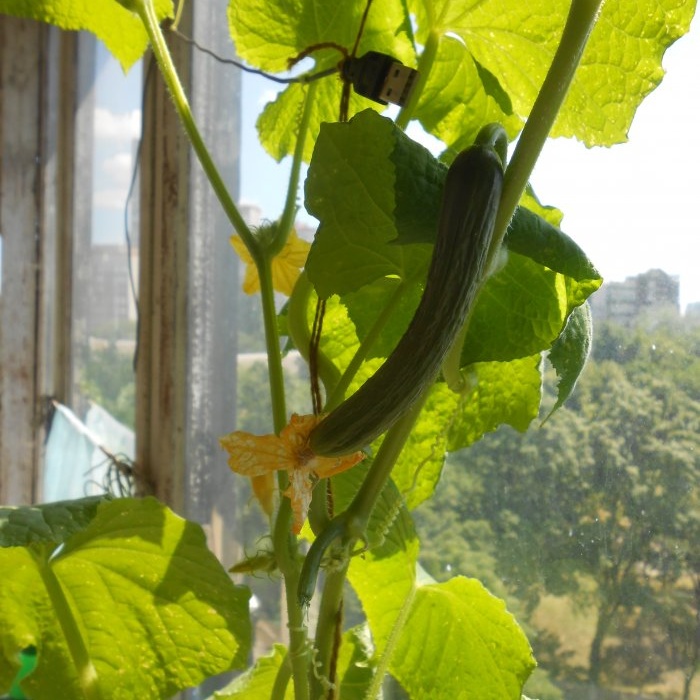 Ako kŕmiť uhorky v polovici leta na zvýšenie produktivity