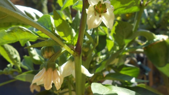 Come nutrire i cetrioli in piena estate per aumentare la produttività