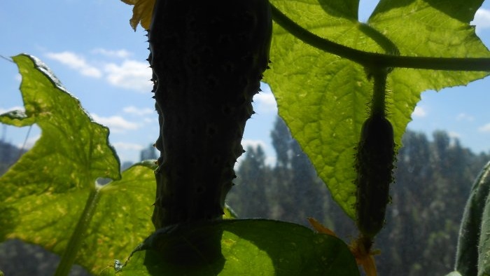 Hoe komkommers midden in de zomer te voeren om de productiviteit te verhogen