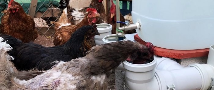 Awtomatikong waterer para sa mga manok mula sa sewer tee at elbows