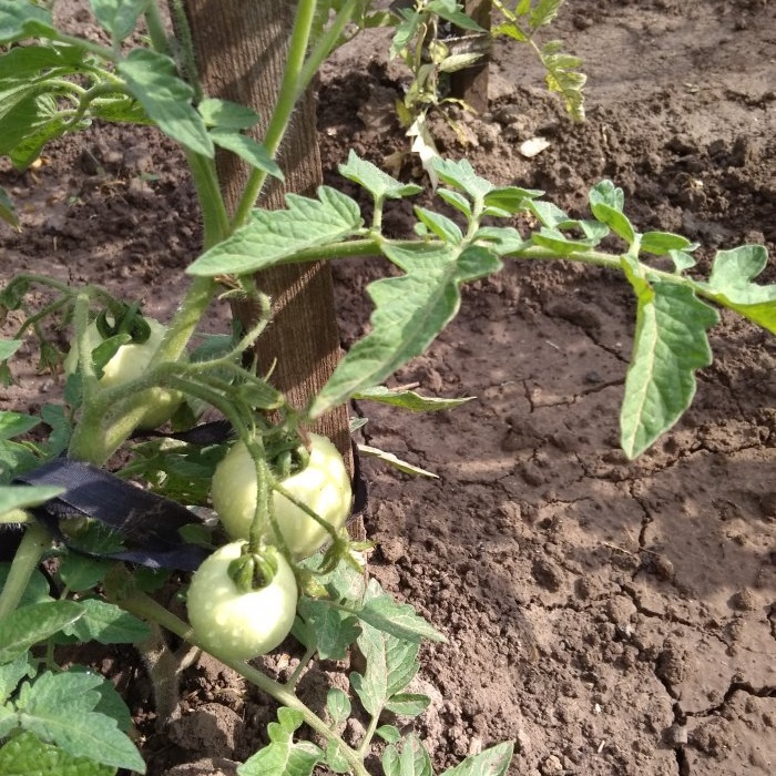 Das optimale Sechs-Tage-Schema für die Fütterung von Tomaten während der aktiven Fruchtbildung
