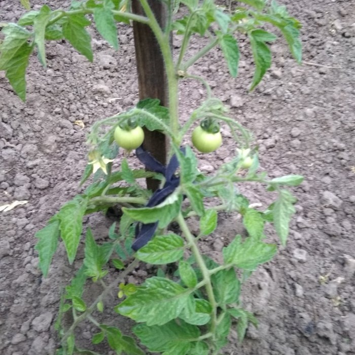 Skim enam hari yang optimum untuk memberi makan tomato semasa tempoh berbuah aktif