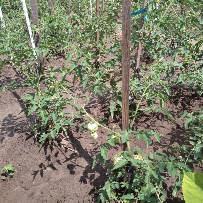 Het optimale zesdaagse schema voor het voeren van tomaten tijdens de periode van actieve vruchtvorming
