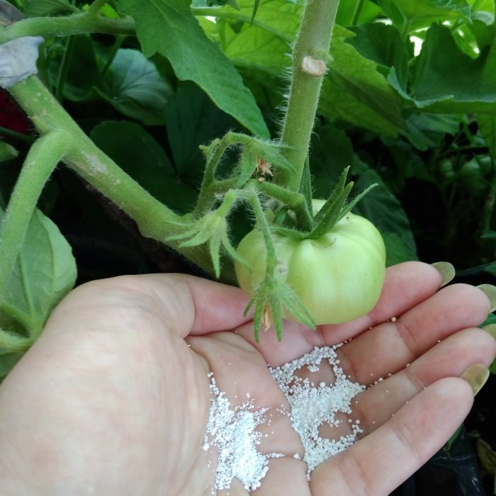 Optimali šešių dienų pomidorų maitinimo schema aktyvaus derėjimo laikotarpiu