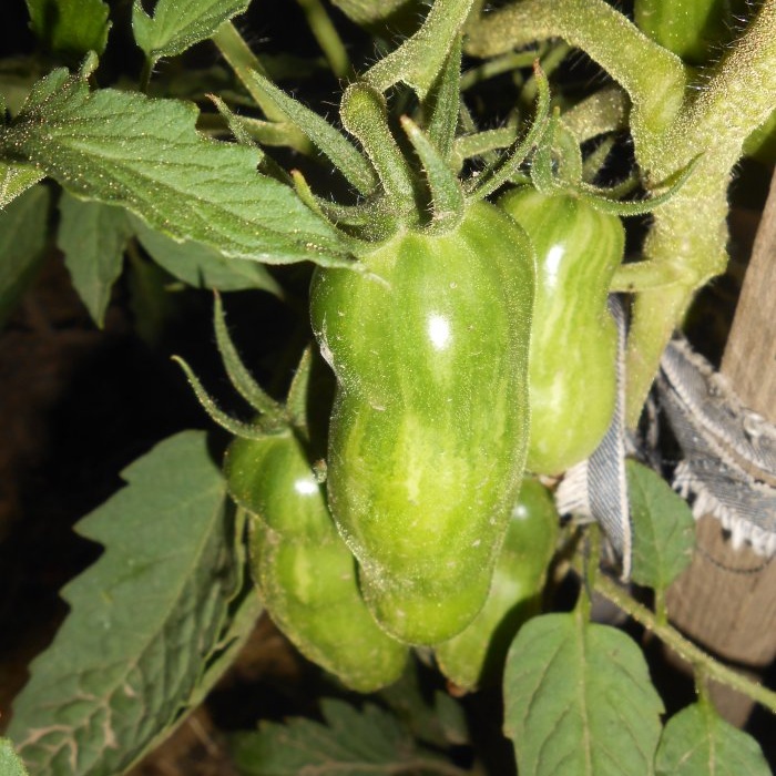 Den optimale seks-dagers ordningen for mating av tomater i perioden med aktiv frukting