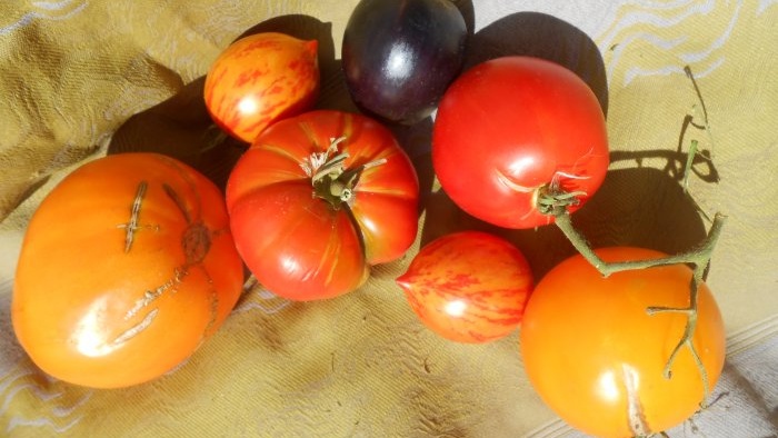 Kế hoạch sáu ngày tối ưu để cho cà chua ăn trong thời kỳ đậu quả tích cực