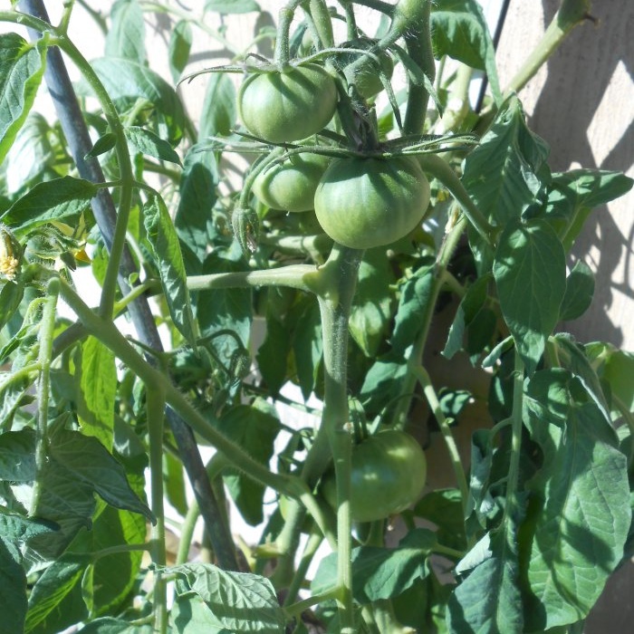 Kế hoạch sáu ngày tối ưu để cho cà chua ăn trong thời kỳ đậu quả tích cực