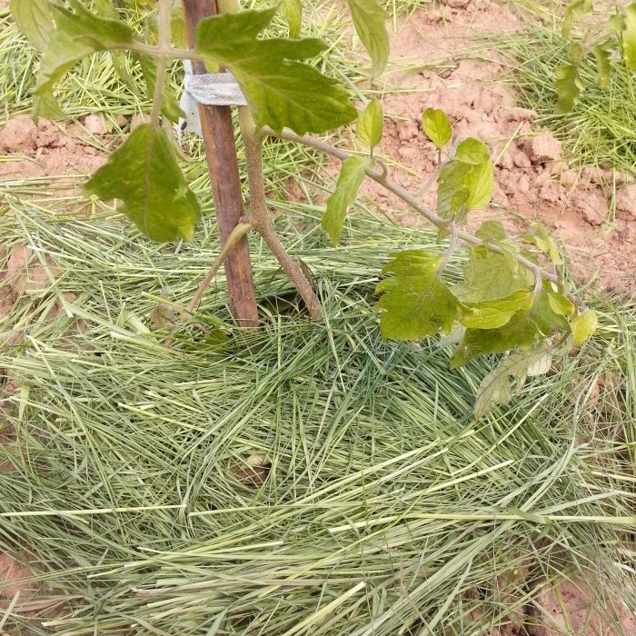 Top 10 des erreurs lors de la culture de légumes qui peuvent vous coûter votre récolte